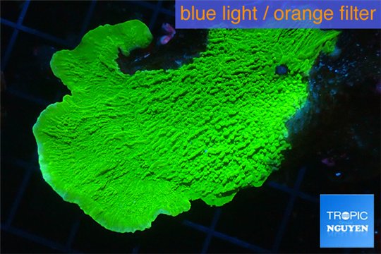 Montipora green cap 2-4 cm WYSIWYG acclimaté