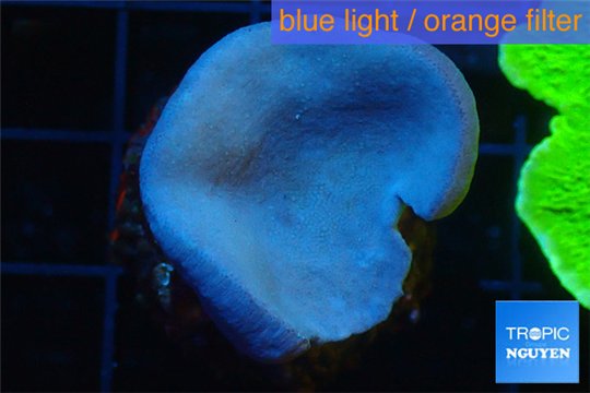 Sarcophyton green polyps 3-6 cm WYSIWYG acclimaté