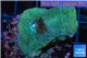 Montipora green purple blue polyps 2-4 cm WYSIWYG acclimaté