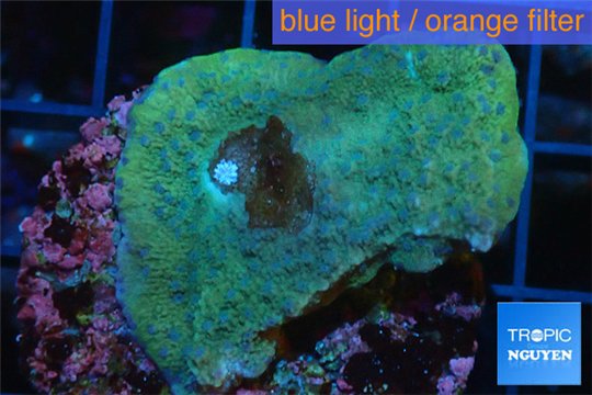 Montipora green purple blue polyps 2-4 cm WYSIWYG acclimaté