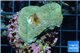 Montipora green purple blue polyps 2-4 cm WYSIWYG acclimaté