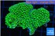 Montipora green & purple polyps 3-4 cm WYSIWYG acclimaté