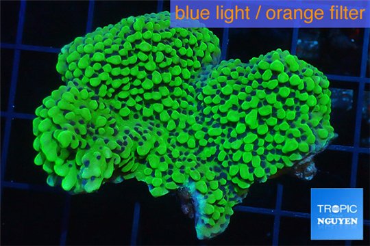 Montipora green & purple polyps 3-4 cm WYSIWYG acclimaté