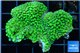 Montipora green & purple polyps 3-4 cm WYSIWYG acclimaté