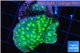 Echinopora lamellosa neon green spot 3-5 cm WYSIWYG acclimaté