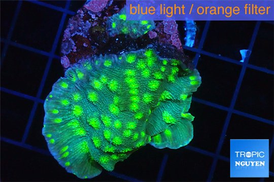 Echinopora lamellosa neon green spot 3-5 cm WYSIWYG acclimaté