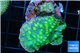 Echinopora lamellosa neon green spot 3-5 cm WYSIWYG acclimaté