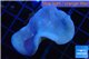 Sarcophyton green polyps 3-6 cm WYSIWYG acclimaté