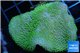 Sarcophyton green polyps 3-6 cm WYSIWYG acclimaté