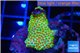 Montipora red fire forest 2-4 cm WYSIWYG acclimaté