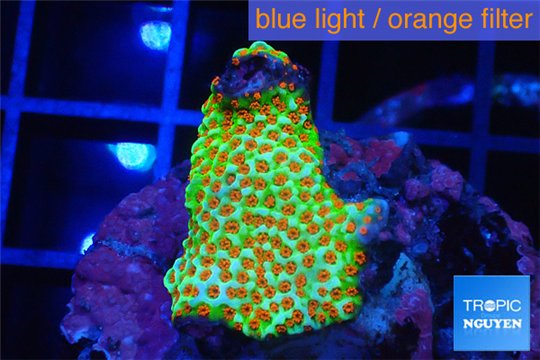 Montipora red fire forest 2-4 cm WYSIWYG acclimaté