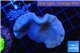 Sarcophyton green polyps + sabelles 3-6 cm WYSIWYG acclimaté