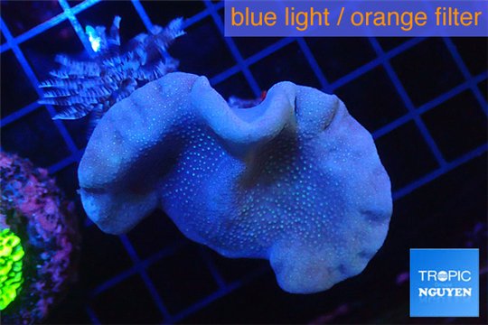 Sarcophyton green polyps + sabelles 3-6 cm WYSIWYG acclimaté