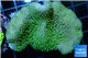 Sarcophyton green polyps + sabelles 3-6 cm WYSIWYG acclimaté