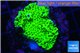Montipora green & purple polyps 2-4 cm WYSIWYG acclimaté