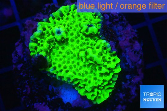 Montipora green & purple polyps 2-4 cm WYSIWYG acclimaté