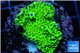 Montipora green & purple polyps 2-4 cm WYSIWYG acclimaté