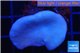 Sarcophyton green polyps 3-6 cm WYSIWYG acclimaté