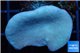 Sarcophyton green polyps 3-6 cm WYSIWYG acclimaté