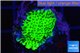 Montipora green & purple polyps 2-4 cm WYSIWYG acclimaté