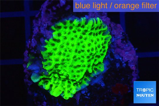 Montipora green & purple polyps 2-4 cm WYSIWYG acclimaté
