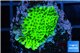 Montipora green & purple polyps 2-4 cm WYSIWYG acclimaté