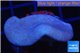 Sarcophyton green polyps 3-6 cm WYSIWYG acclimaté