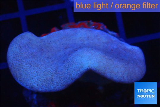 Sarcophyton green polyps 3-6 cm WYSIWYG acclimaté