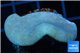 Sarcophyton green polyps 3-6 cm WYSIWYG acclimaté