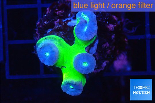 Duncanopsammia green 4 polyps WYSIWYG acclimaté