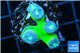 Duncanopsammia green 4 polyps WYSIWYG acclimaté