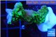Montipora green & purple polyps 2-4 cm WYSIWYG acclimaté