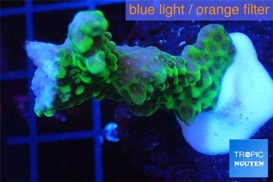 Montipora green & purple polyps 2-4 cm WYSIWYG acclimaté