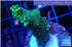 Montipora green & purple polyps 3-5 cm WYSIWYG acclimaté