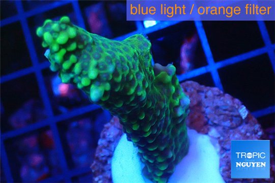 Montipora green & purple polyps 3-5 cm WYSIWYG acclimaté