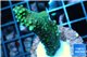 Montipora green & purple polyps 3-5 cm WYSIWYG acclimaté