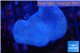 Sarcophyton green polyps 3-6 cm WYSIWYG acclimaté