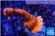 Montipora digitata red 3-4 cm WYSIWYG acclimaté