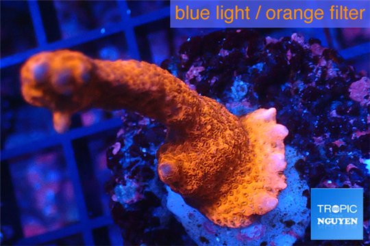 Montipora digitata red 3-4 cm WYSIWYG acclimaté