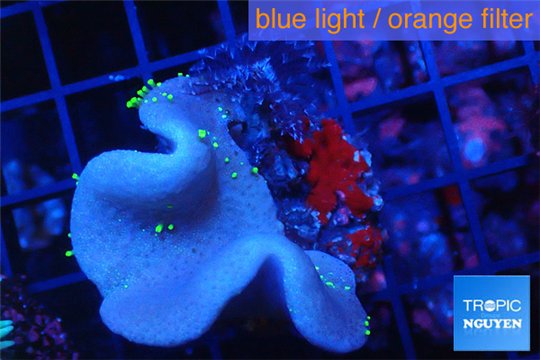 Sarcophyton green polyps 3-6 cm WYSIWYG acclimaté