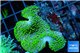 Sarcophyton green polyps 3-6 cm WYSIWYG acclimaté