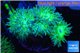 Duncanopsammia green 6-9 polyps WYSIWYG acclimaté