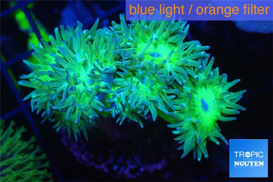 Duncanopsammia green 6-9 polyps WYSIWYG acclimaté