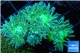 Duncanopsammia green 6-9 polyps WYSIWYG acclimaté