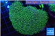 Sarcophyton green polyps 4-8 cm WYSIWYG acclimaté