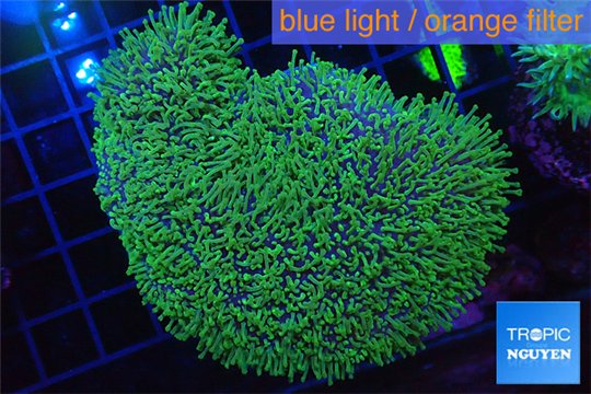 Sarcophyton green polyps 4-8 cm WYSIWYG acclimaté
