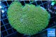 Sarcophyton green polyps 4-8 cm WYSIWYG acclimaté