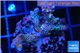 Montipora digitata purple blue 3-4 cm WYSIWYG acclimaté