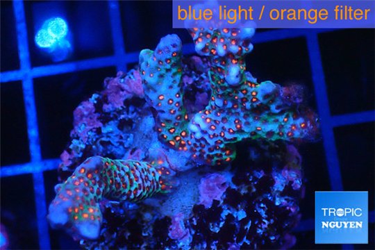 Montipora digitata purple blue 3-4 cm WYSIWYG acclimaté