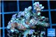 Montipora digitata purple blue 3-4 cm WYSIWYG acclimaté